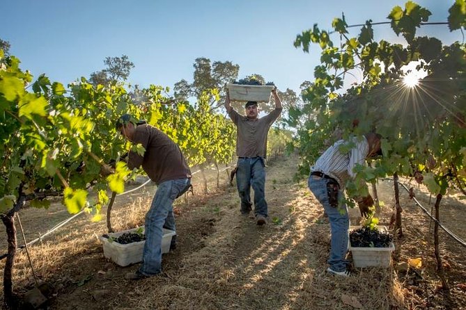 Ultimate Mornington Peninsula Food and Wine Small Group Tour - Why Mornington Peninsula makes a great day trip