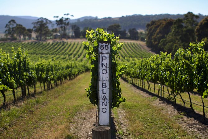 Ultimate Mornington Peninsula Food and Wine Small Group Tour - Merricks General Store: lunch, views, and a place to buy
