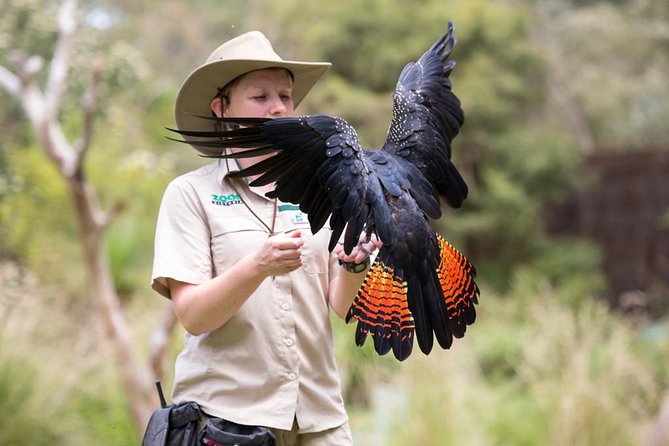 VIP Sanctuary Tour at Healesville Sanctuary - excl. entry - VIP Access at Healesville Sanctuary: What Makes It Different