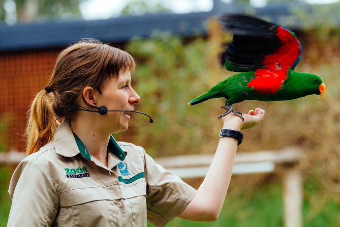VIP Sanctuary Tour at Healesville Sanctuary - excl. entry - Who This VIP Tour Fits Best