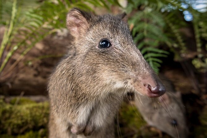 Walk with Wildlife: Guided Tour in Great Ocean Road - Binoculars and headsets: the small stuff that changes everything