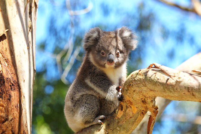Walk with Wildlife: Guided Tour in Great Ocean Road - What I’d pay attention to while you’re walking