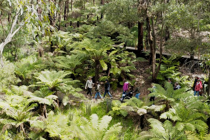 Walk with Wildlife: Guided Tour in Great Ocean Road - What you do on the trail: 1.4 km all-abilities walk