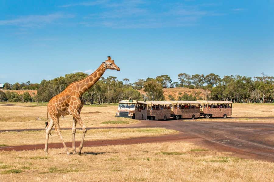 Werribee Open Range Zoo: Entry Ticket - Optional upgrades: when a wild encounter is worth extra spend