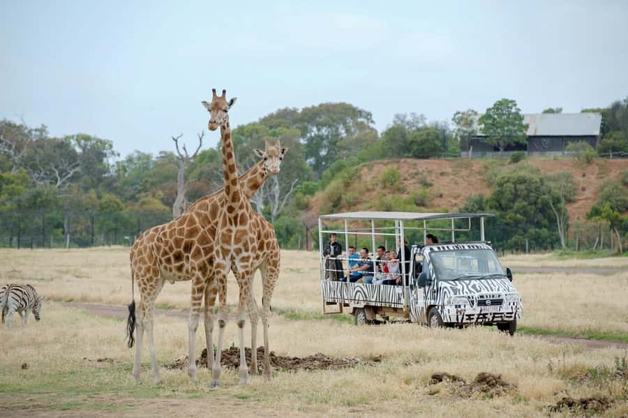 Werribee Open Range Zoo: Entry Ticket - Getting there from Melbourne: train + bus, or drive to Werribee