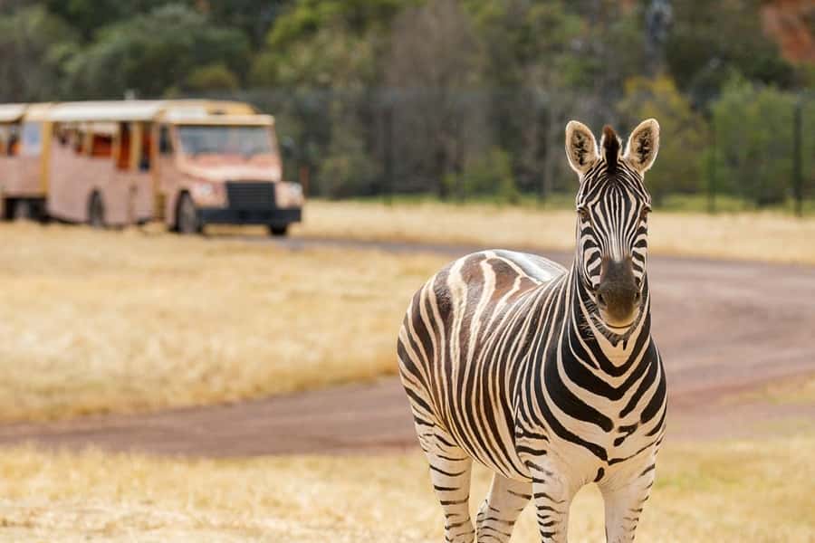 Werribee Open Range Zoo: Entry Ticket - The guided open-range safari: lions, rhinos, zebras, and giraffes in savannah-style viewing