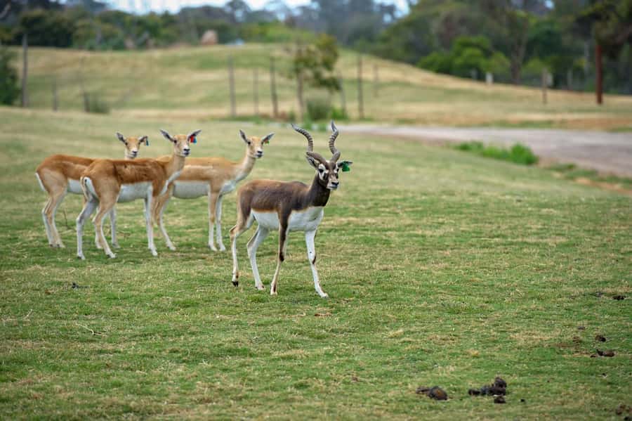 Werribee Open Range Zoo: Entry Ticket - Australian Journey grasslands: kangaroos, emus, koalas, and brolga