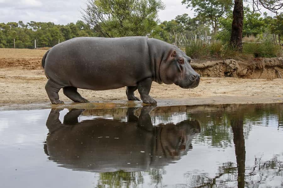 Werribee Open Range Zoo: Entry Ticket - Keeper talks: use them as your spotting cheat codes