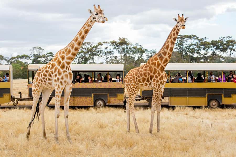 Werribee Open Range Zoo: Entry Ticket - Ticket value at $37: what you get with general admission