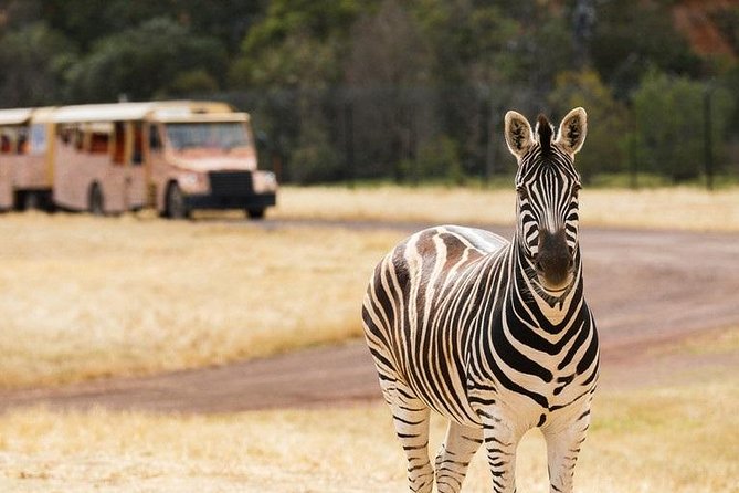 Werribee Open Range Zoo General Admission Ticket - Werribee’s Open-Range Safari: Why It Feels Different