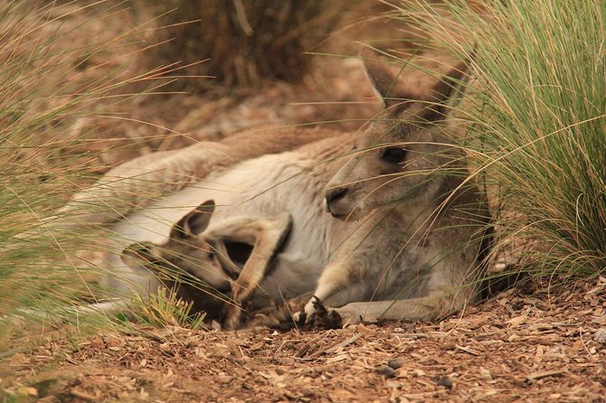 Werribee Open Range Zoo General Admission Ticket - The 40-Minute Bus Ride Through the Grassland: What to Expect