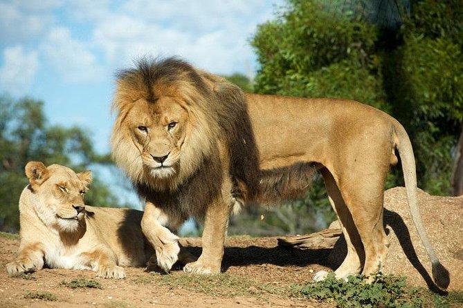 Werribee Open Range Zoo General Admission Ticket - On Foot in the Serengeti-Themed Park: Lions, Gorillas, Monkeys, and More