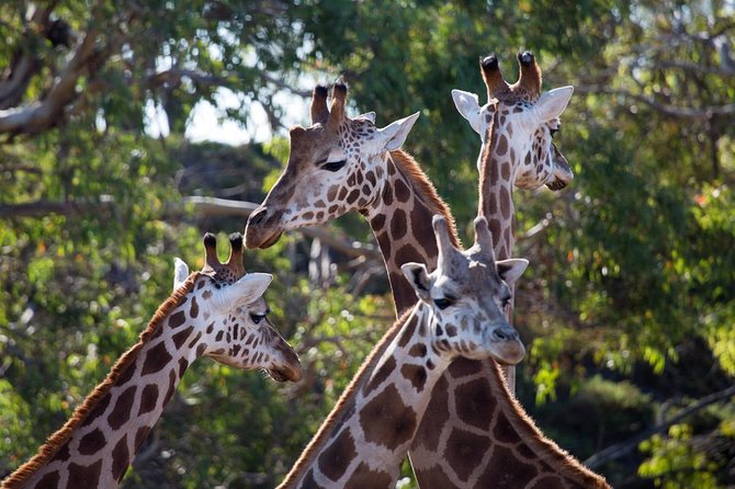 Werribee Open Range Zoo General Admission Ticket - Timing It Right in Melbourne: Opening Hours, Waiting, and Weather