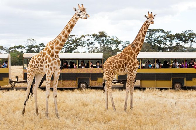 Werribee Open Range Zoo General Admission Ticket - Your $40.88 Ticket: Safari Bus, Keeper Talks, and What’s Still Up to You