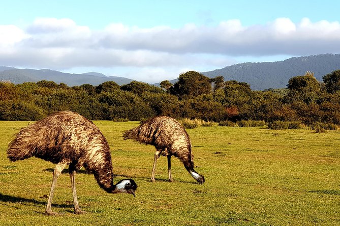 Wilson's Promontory & Phillip Island - 'Prom & Penguins' Tour - Stop 1: Wilson’s Promontory National Park bushwalks and beach strolls