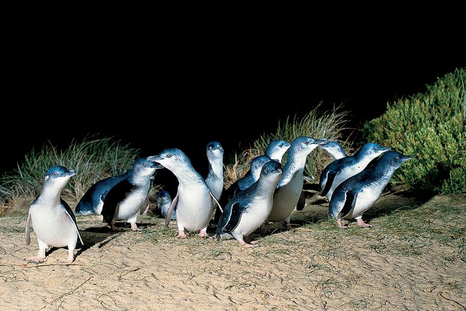 Wilson's Promontory & Phillip Island - 'Prom & Penguins' Tour - Stop 2: Tidal River footbridge, park HQ, and Norman Beach