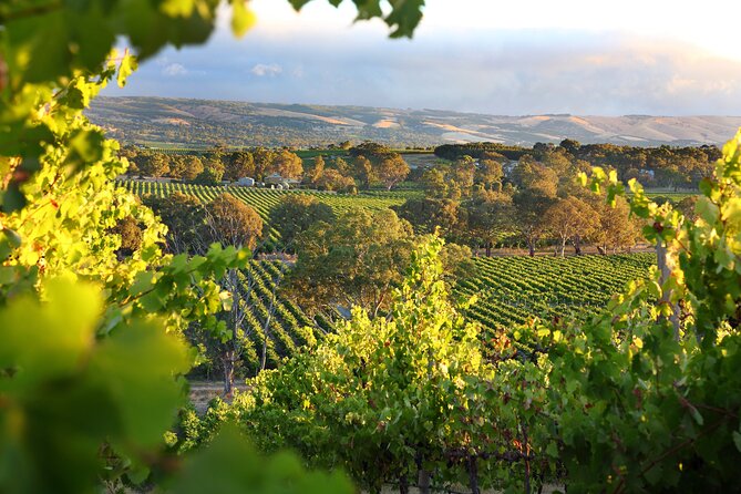 Wine Tour Yarra Valley Five Star Experience - Quick hits before you go