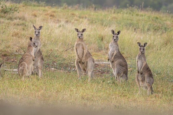 Yarra Valley by night! Private wine, whisky and dinner tour - Price and value at $606.49 per person: what you’re really paying for