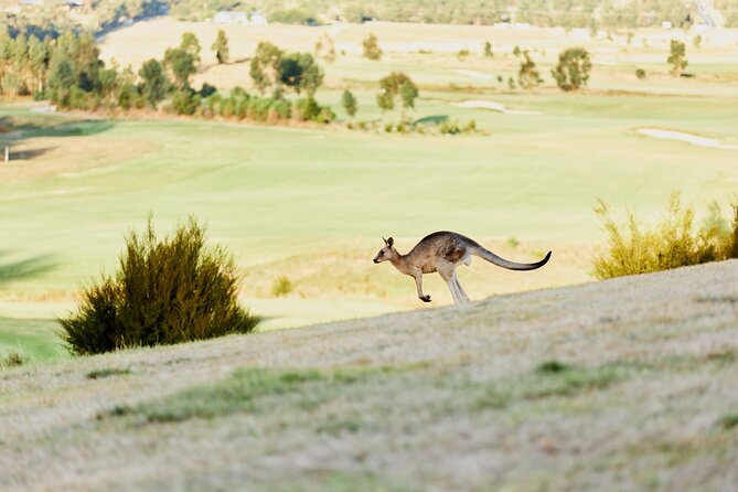 Yarra Valley Chandon Cheese & Sunset Kangaroos from Melbourne - Small-group comfort with Autopia Tours (and why it matters)
