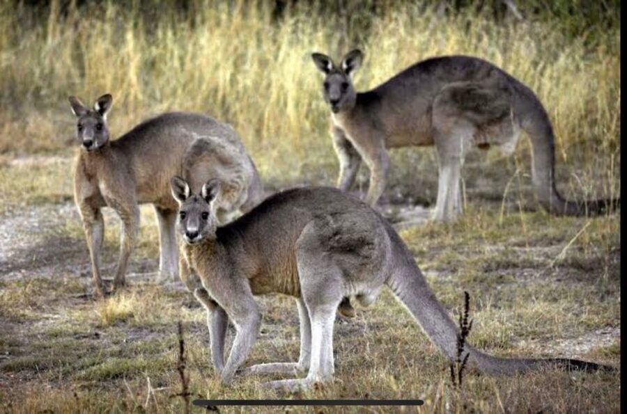 Yarra Valley Foodies Tour with Chandon and Kangaroo Safari! - Price and value: is $123 worth it?