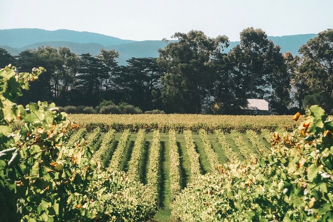 Yarra Valley luxe private tour with Champagne Brunch - Who This Tour Suits Best (and Who Might Feel Overbought)