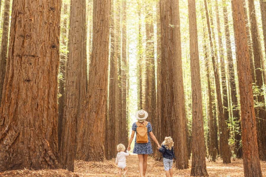 Yarra Valley | Redwoods, Wildlife, Wine, Chocolate - Key highlights at a glance