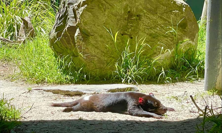 Yarra Valley | Redwoods, Wildlife, Wine, Chocolate - Healesville Sanctuary: koalas, kangaroos, and a real walk