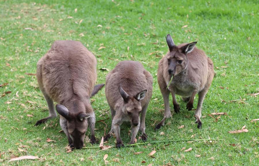 Yarra Valley | Redwoods, Wildlife, Wine, Chocolate - The pace, timing, and why the route works