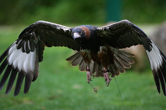Yarra Valley Wildlife & Wine Day Tour with Healesville Sanctuary - The practical stuff you should plan for