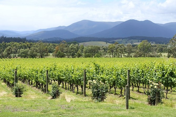 Yarra Valley Wine Day Tour - Timing and logistics: the 8:30 am start and a comfortable ride