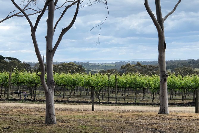 Yarra Valley Wine Tour inc lunch with a glass of wine, tastings and chocolate - Stop 1: Helen’s Hill Estate for rustic tastings and quick orientation