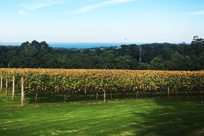 Yarra Valley Wine Tour inc lunch with a glass of wine, tastings and chocolate - Stop 4: St Huberts Cellar Door for boutique wine tasting