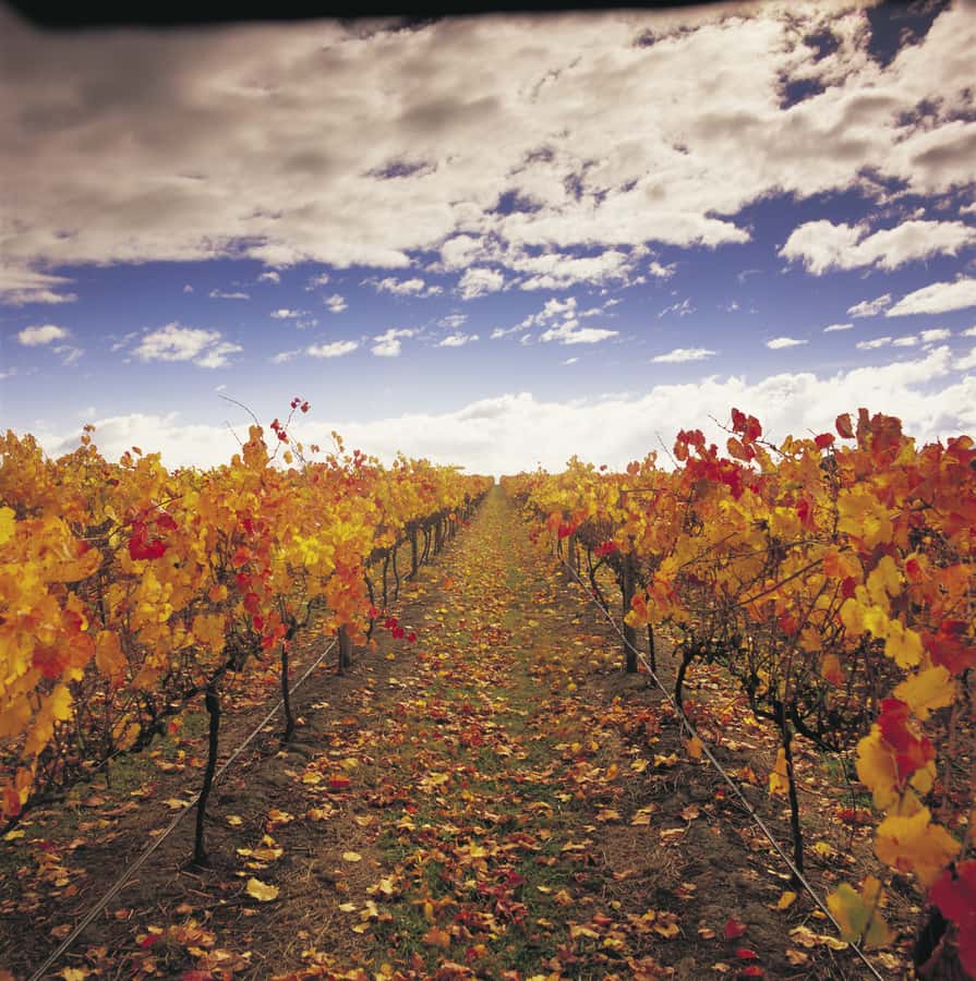 Yarra Valley: Winery Tour with Lunch at Yering Station - Why the Yarra Valley tasting circuit works so well